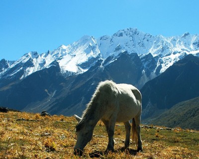 Langtang Trekking