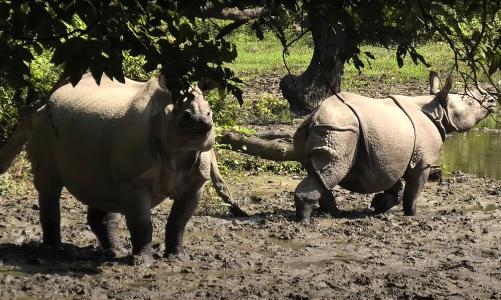 Chitwan Wildlife Tour | Marvel Adventure