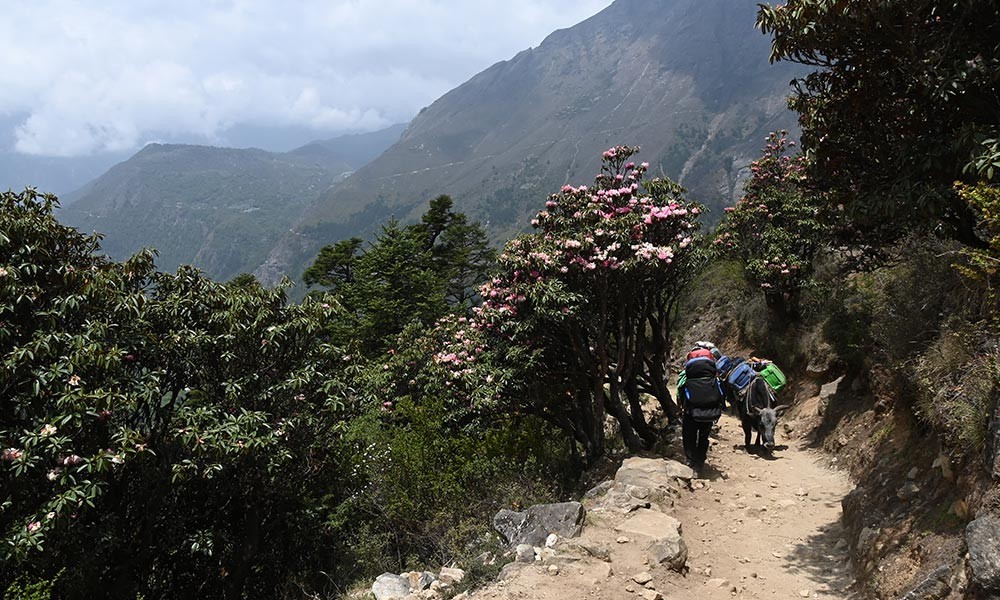 Everest Base Camp with Island Peak in May