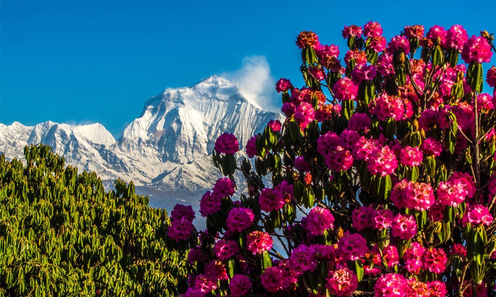 dhaulagiri-trek