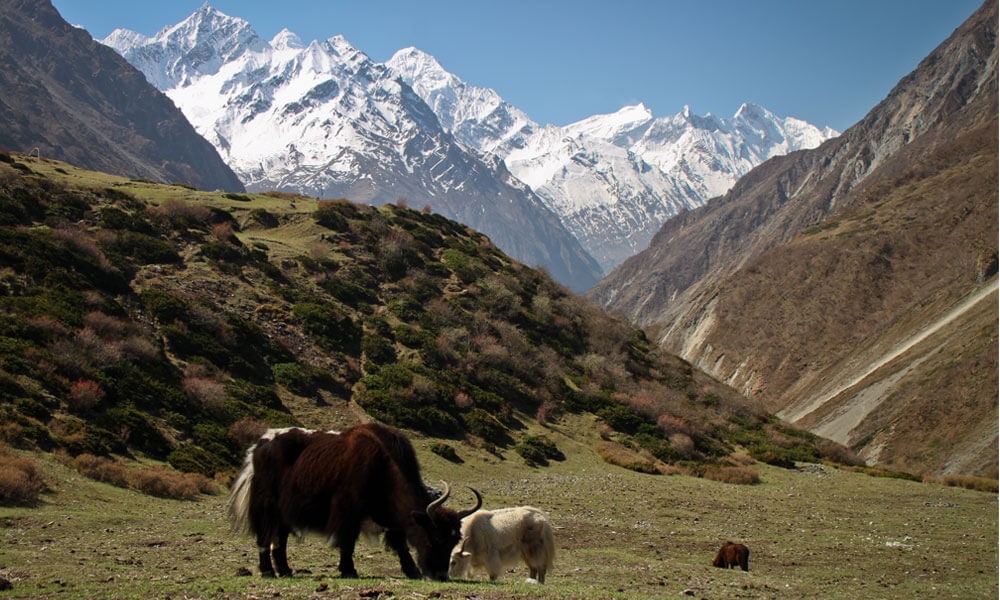 Manaslu Circuit Trek Difficulty