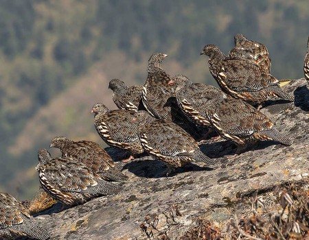 Munal (Himalayan Pheasant)